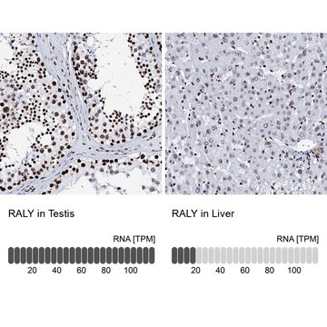 Anti-RALY antibody produced in rabbit Prestige Antibodies&#174; Powered by Atlas Antibodies, affinity isolated antibody, buffered aqueous glycerol solution