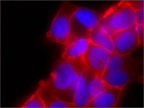 Anti-JAM-A antibody, Mouse monoclonal clone J10.4, purified from hybridoma cell culture