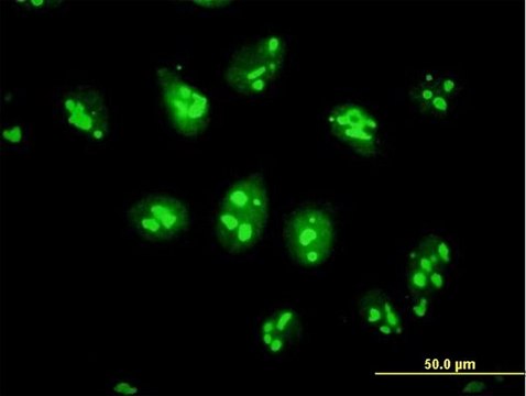 Anti-PES1 antibody produced in mouse IgG fraction of antiserum, buffered aqueous solution