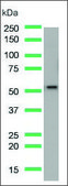 Anti-PTEN antibody, Rabbit monoclonal recombinant, expressed in proprietary host, clone SP218, affinity isolated antibody