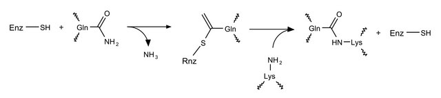 Transglutaminase Assay Kit sufficient for assays in two 96-well plates