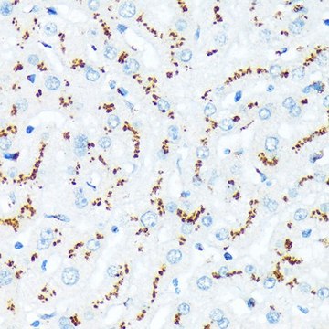 Anti-TGN46/TGOLN2 antibody produced in rabbit