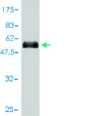 Monoclonal Anti-TNFRSF14 antibody produced in mouse clone 2G6-2C7, purified immunoglobulin, buffered aqueous solution