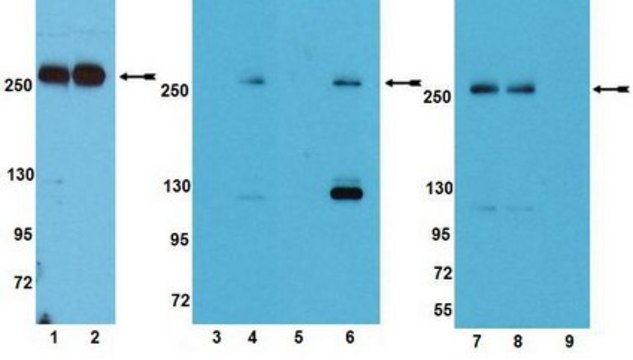 Anti-phospho-mTOR (Thr2446) Antibody Upstate&#174;, from rabbit