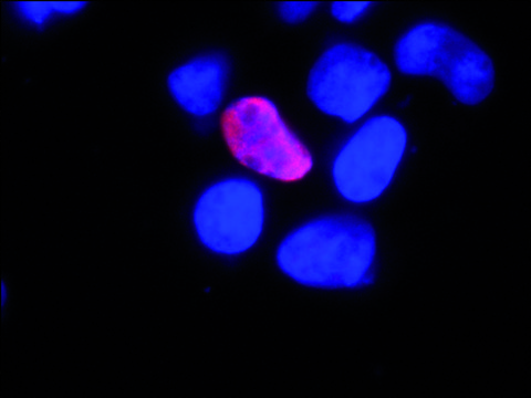 Anti-PLAGL1 (C-terminal) antibody produced in rabbit ~1.0&#160;mg/mL, affinity isolated antibody, buffered aqueous solution