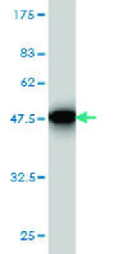 Monoclonal Anti-SPRED2 antibody produced in mouse clone 6G8, purified immunoglobulin, buffered aqueous solution