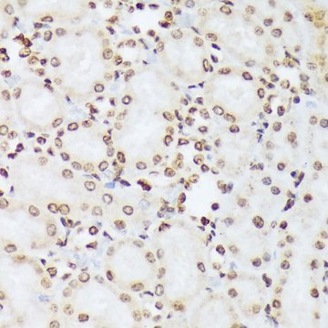 Anti-Phospho-ABL1-Y412 antibody produced in rabbit