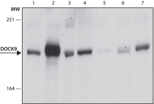 Anti-DOCK9 (Zizimin 1) antibody, Mouse monoclonal clone 8B3-C3-E4, purified from hybridoma cell culture