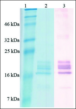 活性BAFF 人 Animal-component free, recombinant, expressed in Nicotiana, &gt;97% (SDS-PAGE)