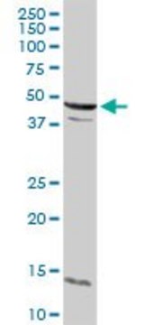 Anti-CCNE2 antibody produced in rabbit purified immunoglobulin, buffered aqueous solution