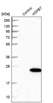 Anti-HSPB7 antibody produced in rabbit Prestige Antibodies&#174; Powered by Atlas Antibodies, affinity isolated antibody, buffered aqueous glycerol solution