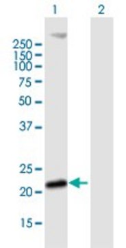 Anti-MS4A4A antibody produced in mouse IgG fraction of antiserum, buffered aqueous solution