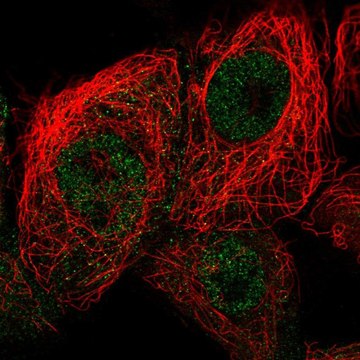 Anti-CDKN2D antibody produced in rabbit Prestige Antibodies&#174; Powered by Atlas Antibodies, affinity isolated antibody