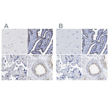 抗-RSPH1 兔抗 Prestige Antibodies&#174; Powered by Atlas Antibodies, affinity isolated antibody, buffered aqueous glycerol solution