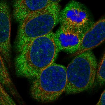 Anti-Csmd3 Antibody Produced In Rabbit Prestige Antibodies&#174; Powered by Atlas Antibodies, affinity isolated antibody, buffered aqueous glycerol solution