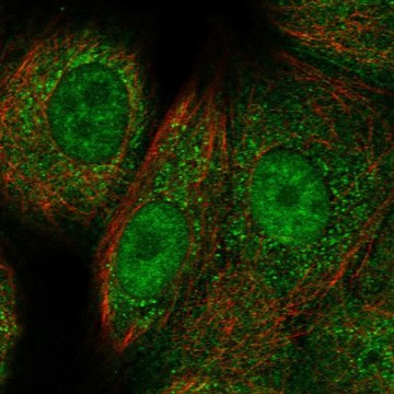 Anti-RAD51C antibody produced in rabbit Prestige Antibodies&#174; Powered by Atlas Antibodies, affinity isolated antibody