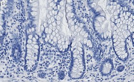 Anti-UNC93B1 Antibody, clone 2C13 ZooMAb® Rabbit Monoclonal recombinant, expressed in HEK 293 cells