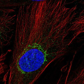 Anti-ADAMTSL5 antibody produced in rabbit Prestige Antibodies&#174; Powered by Atlas Antibodies, affinity isolated antibody, buffered aqueous glycerol solution