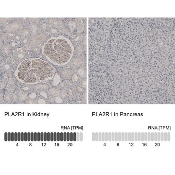 抗-PLA2R1 兔抗 Prestige Antibodies&#174; Powered by Atlas Antibodies, affinity isolated antibody, buffered aqueous glycerol solution