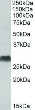 Anti-HLA-DQA2 (C-terminal) antibody produced in goat affinity isolated antibody, buffered aqueous solution