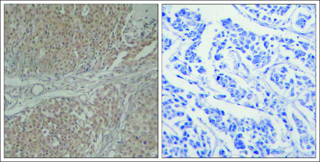 Anti-SMAD3 (Ab-208) antibody produced in rabbit affinity isolated antibody