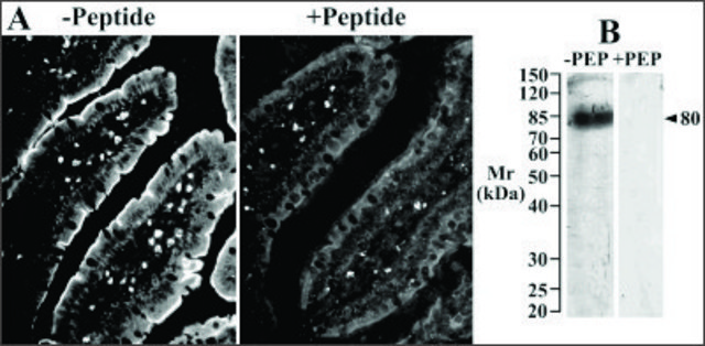 Anti-Slc5a1 antibody produced in goat affinity isolated antibody, buffered aqueous solution