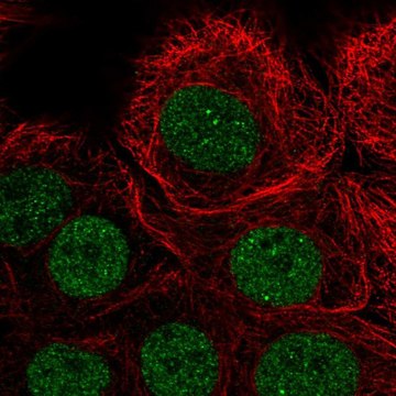 Anti-PIAS3 antibody produced in rabbit Prestige Antibodies&#174; Powered by Atlas Antibodies, affinity isolated antibody