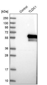 Anti-TLDC1 antibody produced in rabbit Prestige Antibodies&#174; Powered by Atlas Antibodies, affinity isolated antibody, buffered aqueous glycerol solution