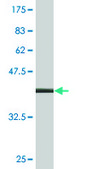Monoclonal Anti-DOT1L antibody produced in mouse clone 8B2, purified immunoglobulin, buffered aqueous solution
