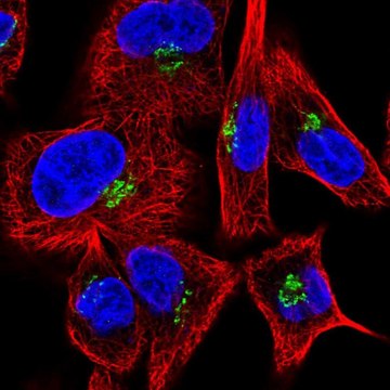 Anti-GOLGA1 antibody produced in rabbit Prestige Antibodies&#174; Powered by Atlas Antibodies, affinity isolated antibody