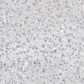Anti-HCN3 antibody produced in rabbit Prestige Antibodies® Powered by Atlas Antibodies, affinity isolated antibody, buffered aqueous glycerol solution