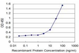 ANTI-SYN1 antibody produced in mouse clone 1D10, purified immunoglobulin, buffered aqueous solution