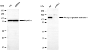 KD-Validated Anti RAS p21 protein activator 1 Antibody, clone 23GB4125, Rabbit Monoclonal clone 23GB4125, recombinant rabbit monoclonal, expressed in HEK293 cells