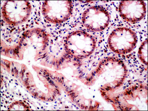 Anti-Occludin (C-terminal) antibody produced in rabbit ~1.0&#160;mg/mL, affinity isolated antibody