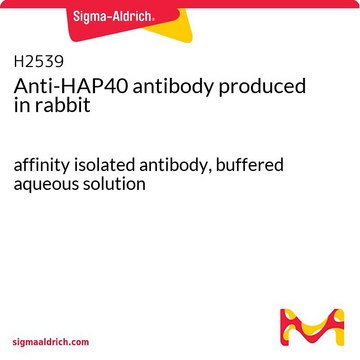 Anti-HAP40 antibody produced in rabbit affinity isolated antibody, buffered aqueous solution