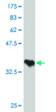 Monoclonal Anti-TAOK2 antibody produced in mouse clone 3A12, purified immunoglobulin, buffered aqueous solution