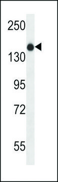 ANTI-XIRP1(C-TERMINAL) antibody produced in rabbit affinity isolated antibody, buffered aqueous solution