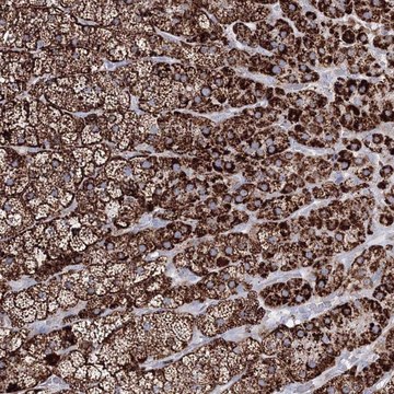 Anti-IGSF9 antibody produced in rabbit Prestige Antibodies&#174; Powered by Atlas Antibodies, affinity isolated antibody, buffered aqueous glycerol solution