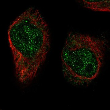 Anti-XRCC3 antibody produced in rabbit Prestige Antibodies&#174; Powered by Atlas Antibodies, affinity isolated antibody