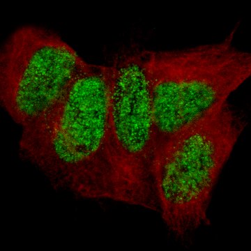 Monoclonal Anti-Cux2 Antibody Produced In Mouse Prestige Antibodies&#174; Powered by Atlas Antibodies, clone CL14332, affinity isolated antibody, buffered aqueous glycerol solution