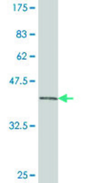 Monoclonal Anti-PAX3 antibody produced in mouse clone 3A8, purified immunoglobulin, buffered aqueous solution