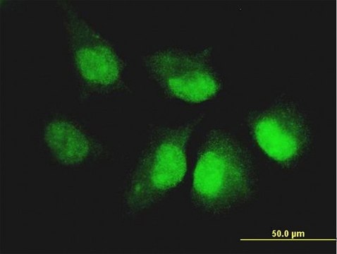 Monoclonal Anti-CASP14 antibody produced in mouse clone 4C9, purified immunoglobulin, buffered aqueous solution