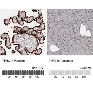 Anti-TFRC antibody produced in rabbit Prestige Antibodies&#174; Powered by Atlas Antibodies, affinity isolated antibody, buffered aqueous glycerol solution