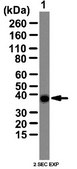 Anti-RALY Antibody from rabbit, purified by affinity chromatography