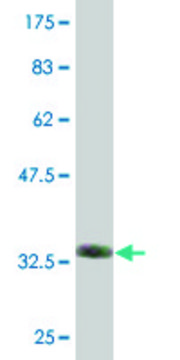 Monoclonal Anti-ZNF79 antibody produced in mouse clone 3D12, purified immunoglobulin, buffered aqueous solution