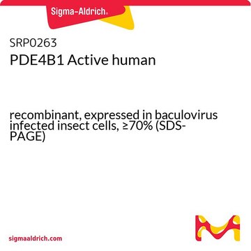 PDE4B1 Active human recombinant, expressed in baculovirus infected insect cells, &#8805;70% (SDS-PAGE)