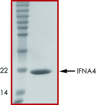 IFNA4 recombinant