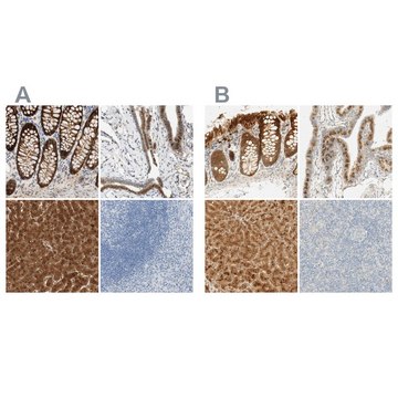 Anti-SELENBP1 antibody produced in rabbit Prestige Antibodies&#174; Powered by Atlas Antibodies, affinity isolated antibody, buffered aqueous glycerol solution, Ab2