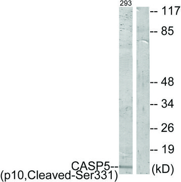 Anti-CASP5 (p10, Cleaved-Ser331) antibody produced in rabbit affinity isolated antibody