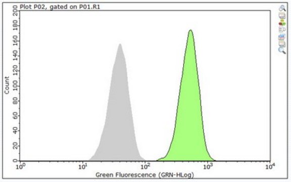 Anti-Actin Antibody, Alexa Fluor&#8482; 488 Conjugate from rabbit, ALEXA FLUOR&#8482; 488